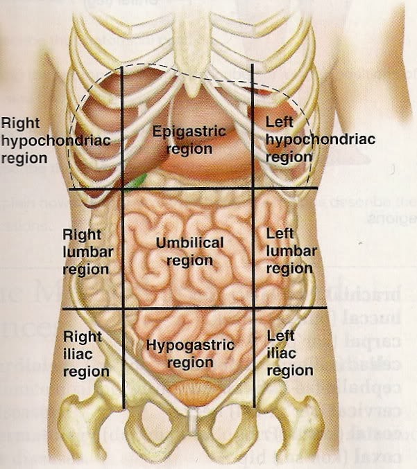 Эпигастрии справа. Области животы и органы расположенные. Левой части подреберья органы. Боль в эпигастральной области.