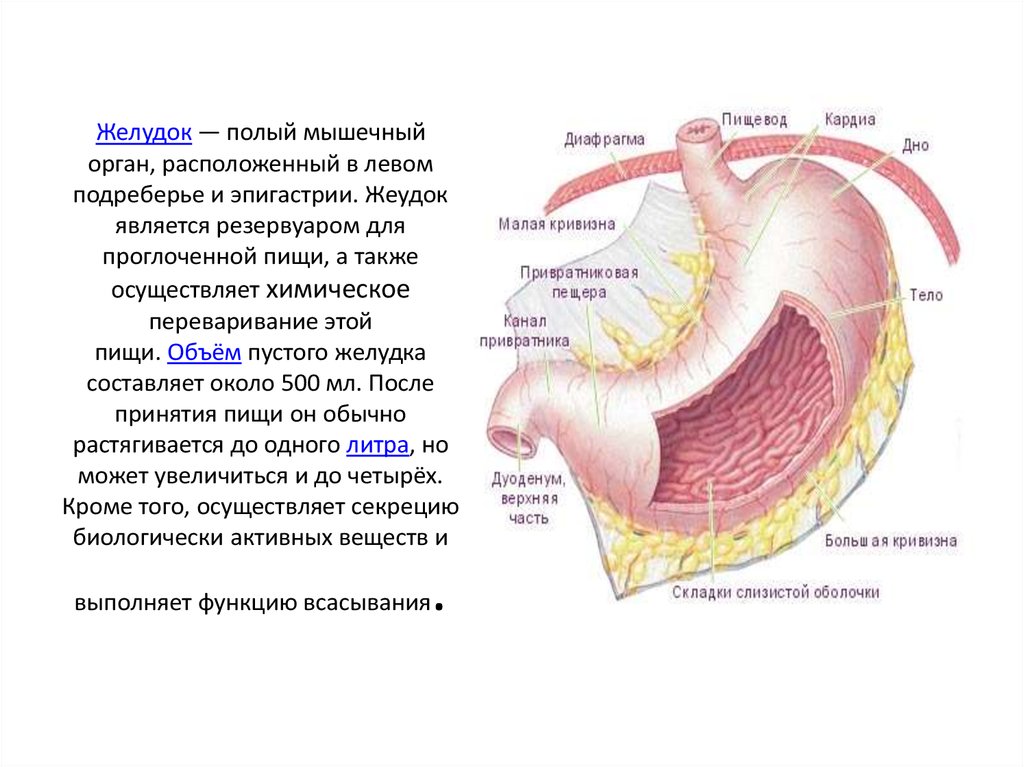 Что болит под левым подреберьем. Органы расположенные в левом подреберье. Расположение органов в левом подреберье. Желудок мышечный орган. Эпигастрии находятся органы.