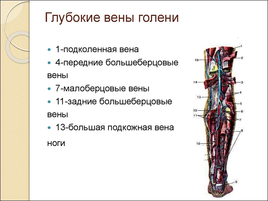Функция отдела нижних конечностей. Задние большеберцовые вены анатомия. Передняя большеберцовая Вена притоки. Глубокие вены нижних конечностей анатомия. Передняя большеберцовая Вена анатомия.