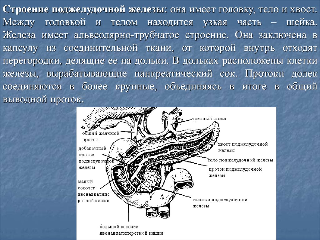 Внутреннее строение поджелудочной. Анатомическое строение поджелудочной железы человека. Анатомия протока поджелудочной железы. Схематическое изображение поджелудочной железы, вид спереди. Санториниев проток поджелудочной железы.