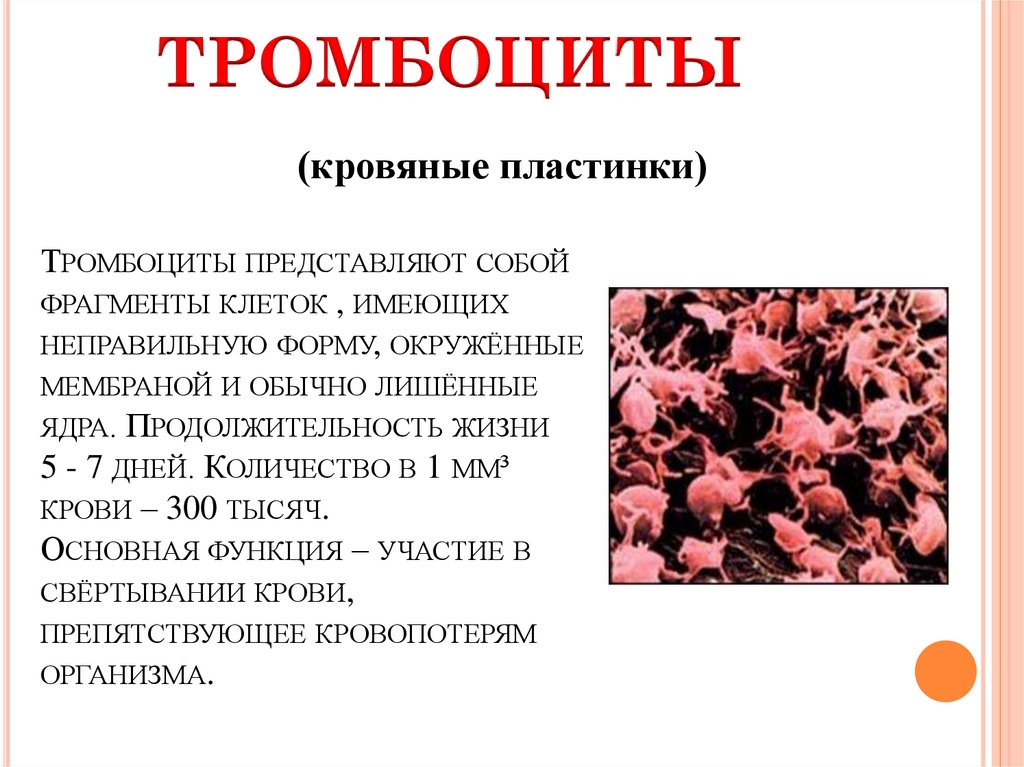 Тромбоциты количество функции. Тромбоциты форма клетки. Тромбоциты структуры клетки. Тромбоциты форма и строение. Тромбоциты кровяные пластинки.