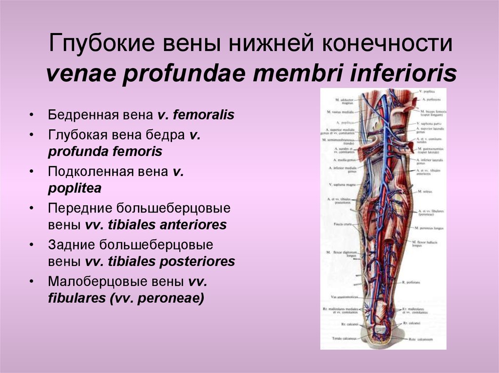 Периферическая вена где. Суральная Вена нижних конечностей анатомия. Вена нижних конечностей анатомия венозной системы. Коммуникантные вены нижних конечностей. Поверхностная Вена нижней конечности.