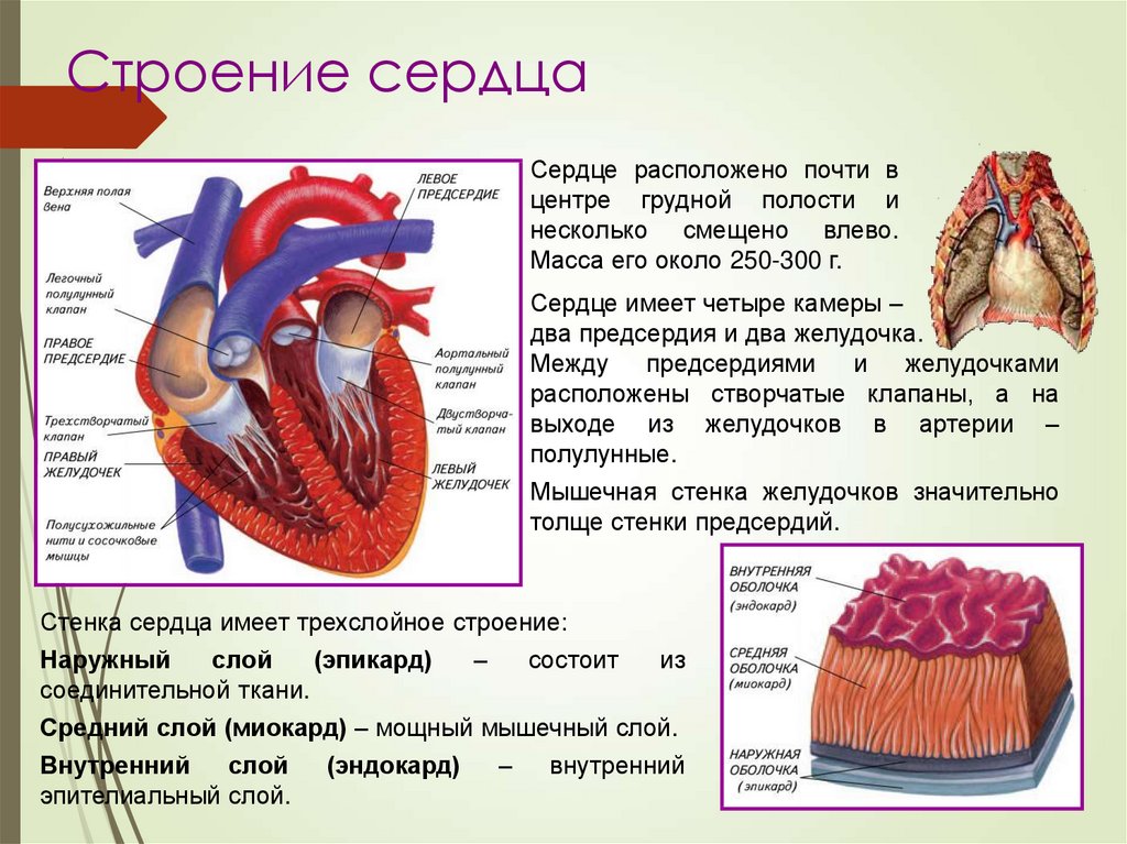 Слои предсердия. Строение стенки желудочка сердца. Функции предсердий и желудочков сердца. Строение сердца желудочки предсердия. Строение левого желудочка сердца анатомия.