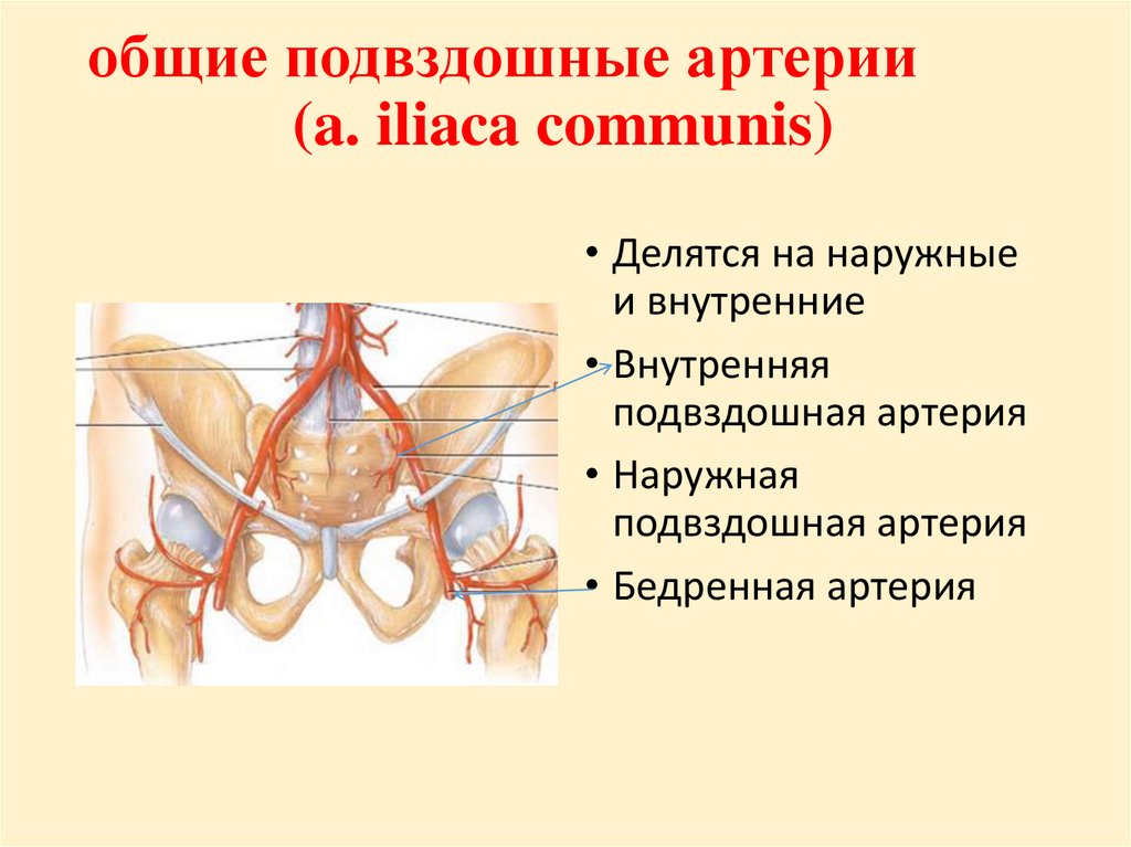Правая подвздошная артерия. Общая и наружная подвздошные артерии. Общая наружная и внутренняя подвздошные артерии. Подвздошные артерии анатомия схема. Подвздошная артерия схема.