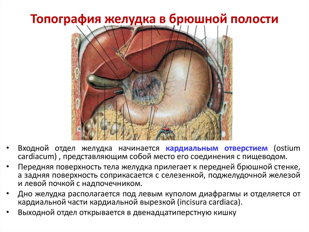 И других органов брюшной полости. Топография брюшной полости. Топографическая анатомия брюшной полости.