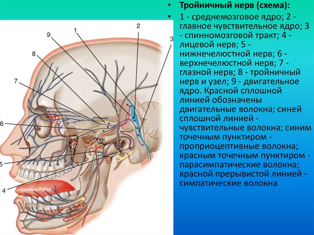 Тройничный нерв справа. Ствол тройничного нерва анатомия. Воспаление тройничного нерва нижнечелюстного. Нервэкзерез тройничного нерва. Поражение глазной ветви тройничного нерва.
