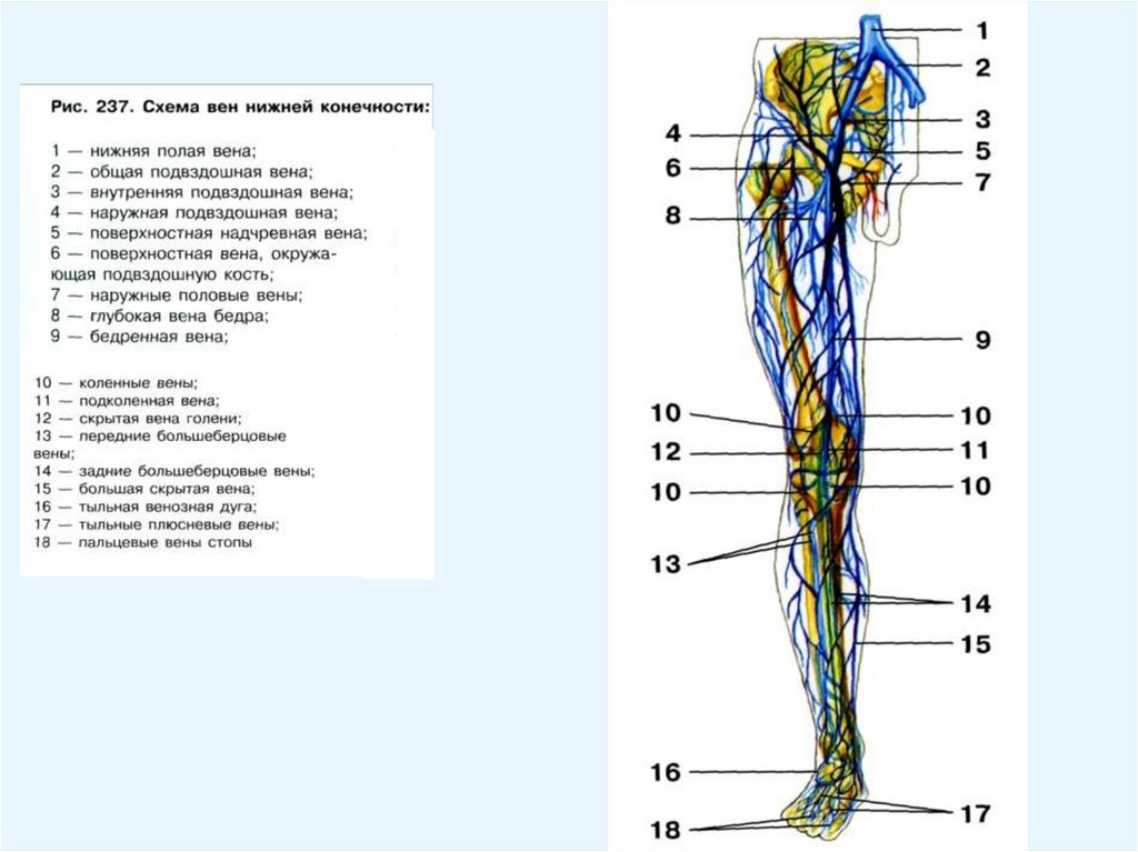 Анатомия вен ноги. Вена нижних конечностей анатомия венозной системы. Поверхностные вены нижней конечности схема. Строение поверхностных вен нижних конечностей. Схема венозных сосудов верхней половины туловища.