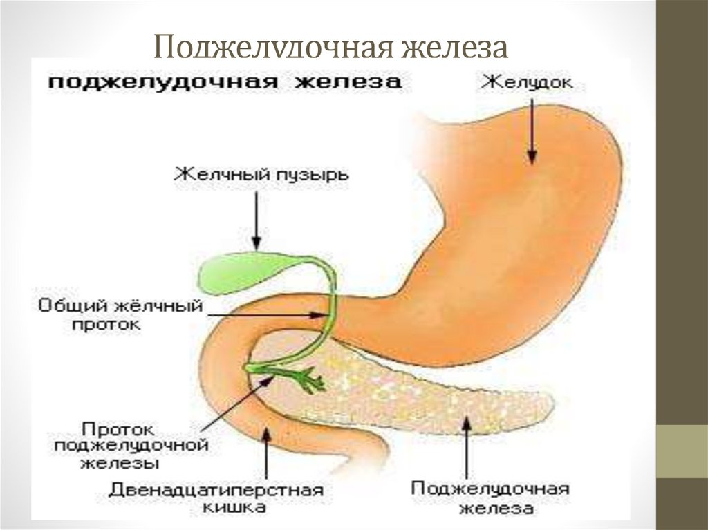 Секретируют пищеварительные ферменты железы. Ферменты поджелудочной железы. Пищеварительный сок поджелудочной железы. Ферменты желудка и поджелудочной железы.