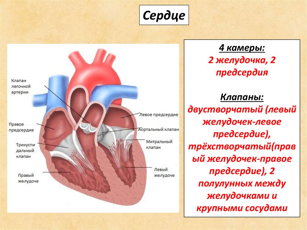 Характеристика правого предсердия. Строение сердца предсердия и желудочки клапаны. Строение сердца камеры и клапаны. Строение сердца клапаны желудочки. Сердце-строение: камеры, клапаны и стенки сердца.