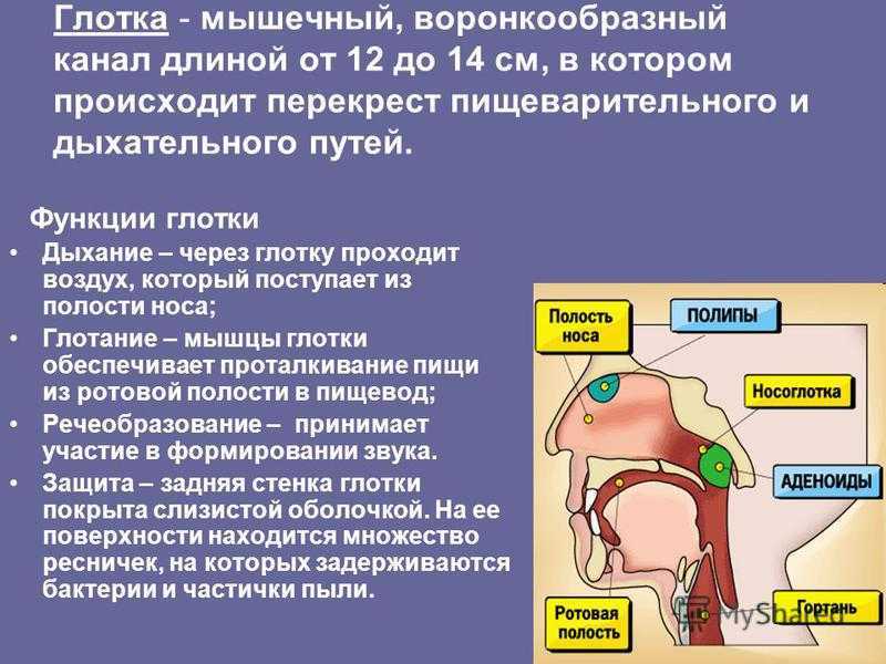 Глотка органы пищеварения