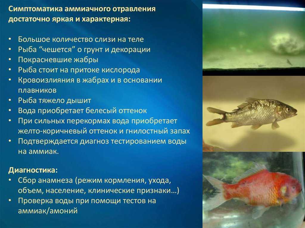 Пахнет рыбой лечение. Отравление рыбой симптомы. Отравление ядовитыми рыбами. Симптомы при отравлении рыбой.
