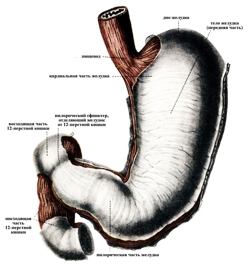 Покажи картинки желудка. Анатомическое строение желудка и 12-перстной кишки. Анатомические отделы 12 перстной кишки. Кишечник анатомия 12 перстной кишки. Строение желудка и 12 перстной кишки анатомия.