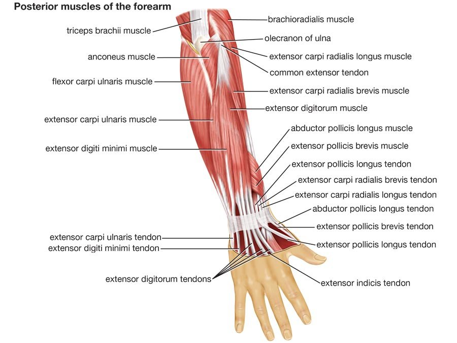 Части руки человека. Строение мышц предплечья руки человека. Сухожилия сгибателей кисти. Мышцы предплечья руки человека анатомия. Мышцы разгибатели предплечья.