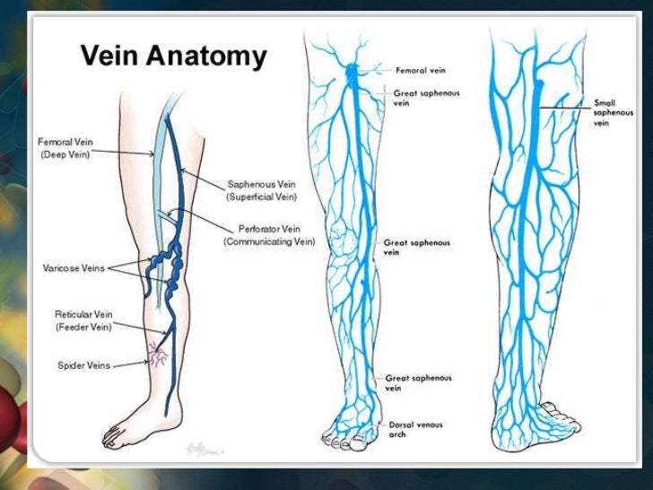 Анатомия вен ноги. Схема поверхностных вен нижних конечностей. Глубокие вены нижних конечностей анатомия схема. Поверхностные вены ноги схема. Анатомия поверхностных вен нижних конечностей.