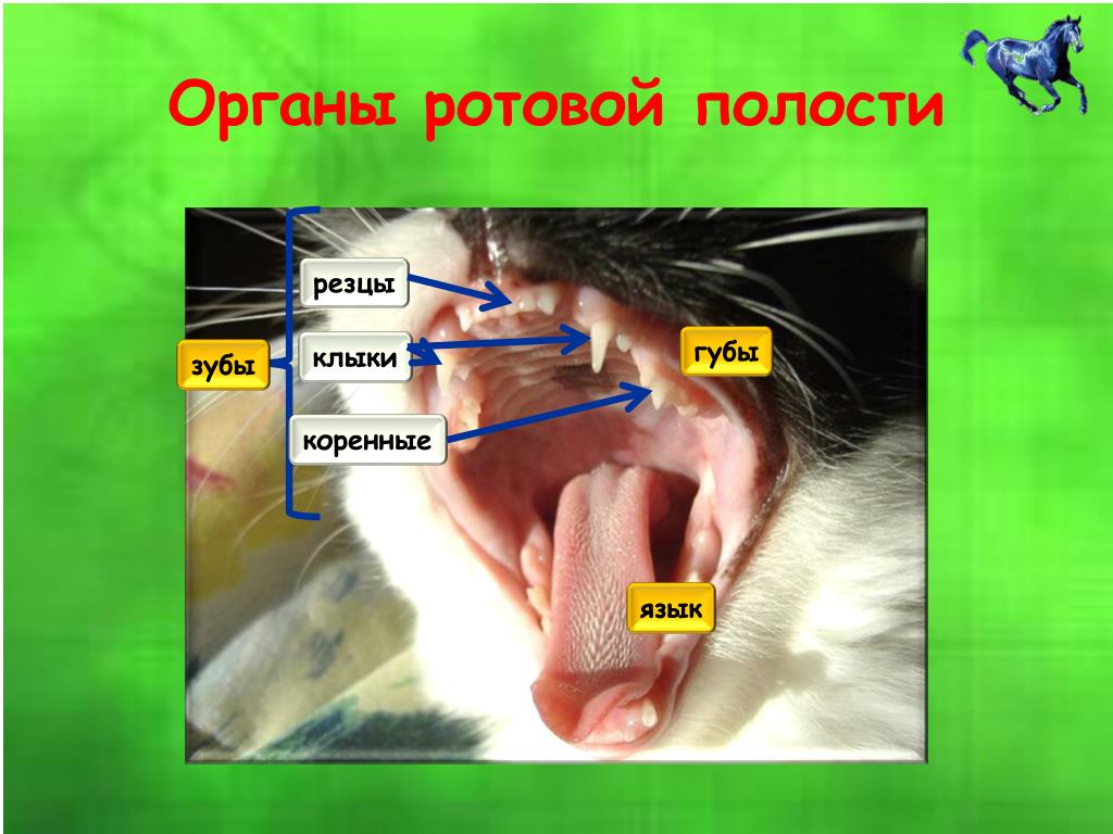 Какие зубы у млекопитающих дифференцированы. Строение зубов млекопитающих. Строение ротовой полости животных. Анатомия ротовой полости кошки.