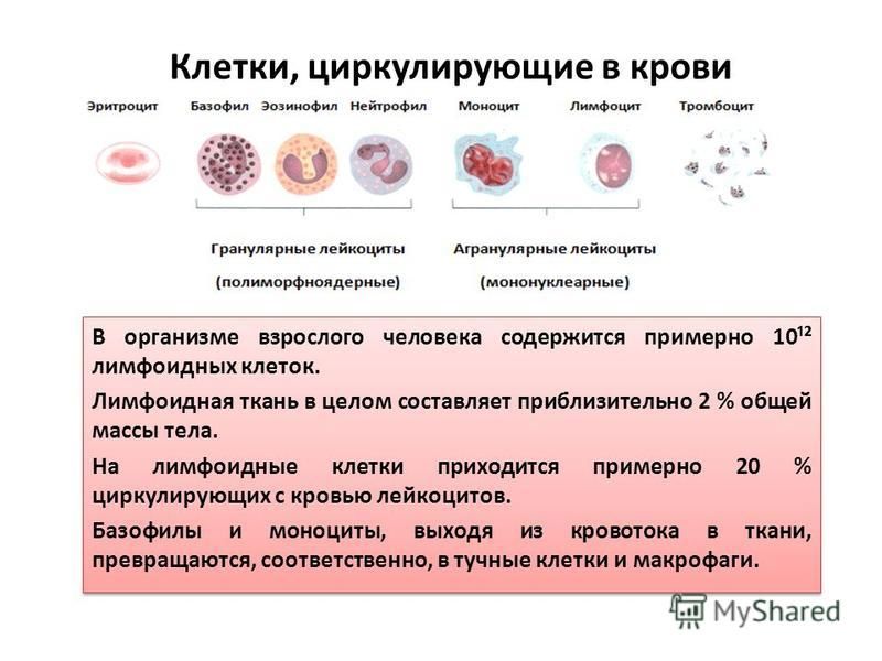 Почему повышенные базофилы. Макрофаги нейтрофилы базофилы эозинофилы. Макрофаги нейтрофилы функции. Нейтрофилы крови человека.