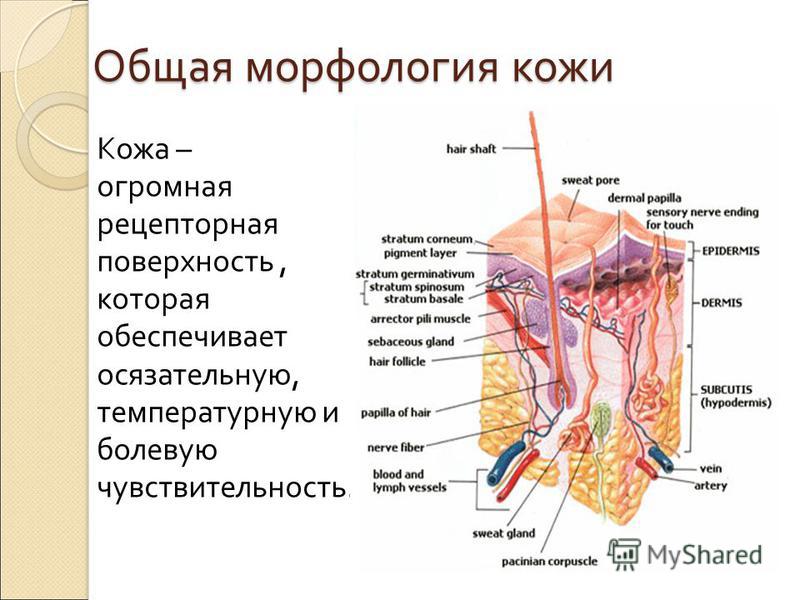 Кожные железы