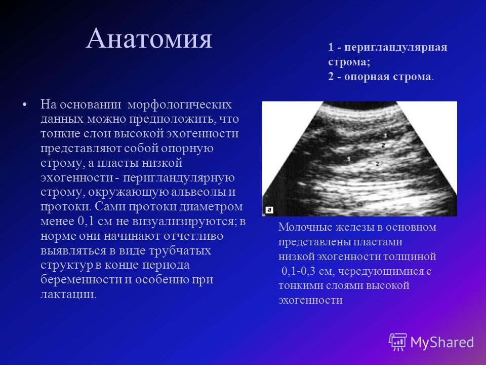 Предстательная железа эхогенность. Ультразвуковая анатомия молочных желез. УЗИ анатомия молочных желез. УЗИ анатомия молочной железы. УЗИ доклад.