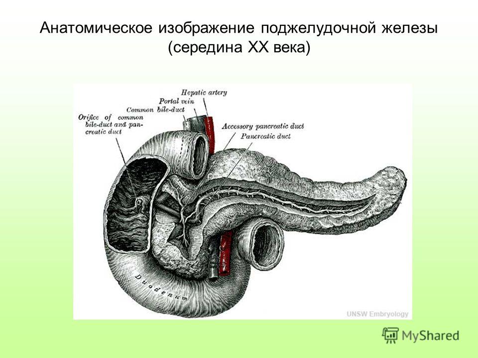 Поджелудочная маркеры. Processus uncinatus поджелудочной железы. Крючковидный отросток поджелудочной железы. Образование крючковидного отростка поджелудочной железы. Поджелудочная железа рисунок анатомия.
