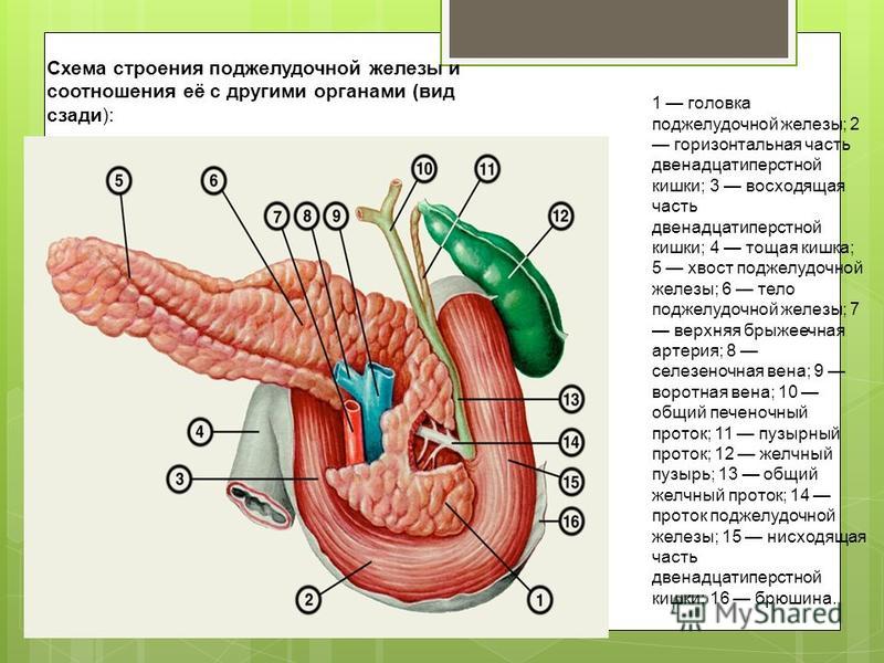 Какая температура в кишечнике человека. Строение поджелудочной железы человека анатомия. Строение 12 перстной кишки поджелудочная.