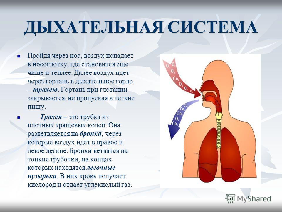 Воздух из гортани попадает в. Органы дыхания. Горло дыхательная система. Доклад на тему дыхательная система. Через что идет воздух в легкие.