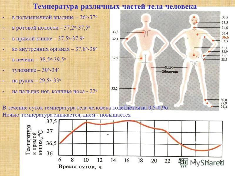 Температура тела. Распределение температуры тела человека. Определить эффективную температуру