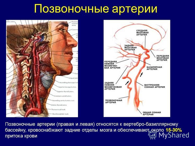 Левая Сонная артерия кровоснабжает. Анатомия позвоночных артерий. Позвоночные артерии кровоснабжают.