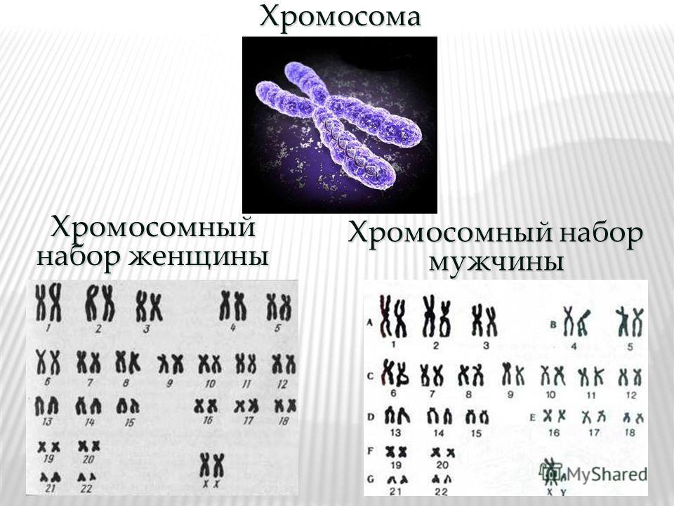 Набор хромосом клетки называют. Набор хромосом. Хромосомный. Хромосомный набор человека. Хромосомный набор женщины.