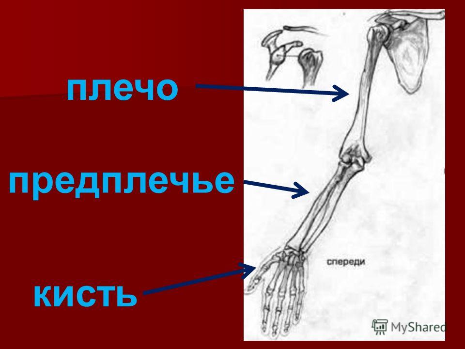 Покажи запястье человека. Предплечье. Плечо и предплечье. Плечо и предплечье у человека. Анатомия руки человека предплечье.