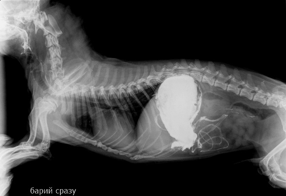 Пищевод кошки. Непроходимость ДПК рентген. Барий для рентгена желудка собаке.
