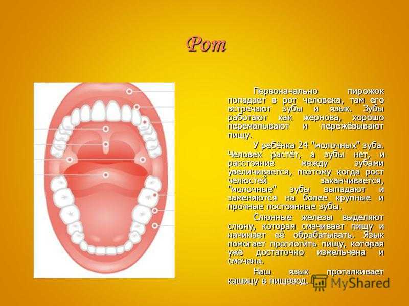 Описание полости рта. Зубы человека. Ротовая полость за зубами.