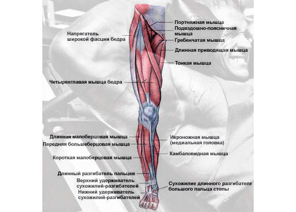 Почему ноет бедро. Мышцы ног спереди схема. Мышцы ног спереди как называются. Мышцы ног вид сбоку. Болят мышцы ног.