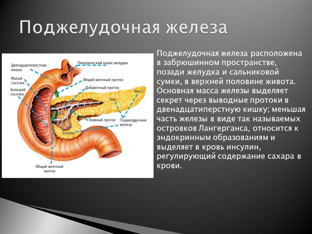 Где поджелудок. Сальниковая сумка поджелудочной железы. Поджелудочная железа расположена в забрюшинном пространстве. Анатомия поджелудочной железы и сальниковой сумки. Анатомия желудок и поджелудочная.