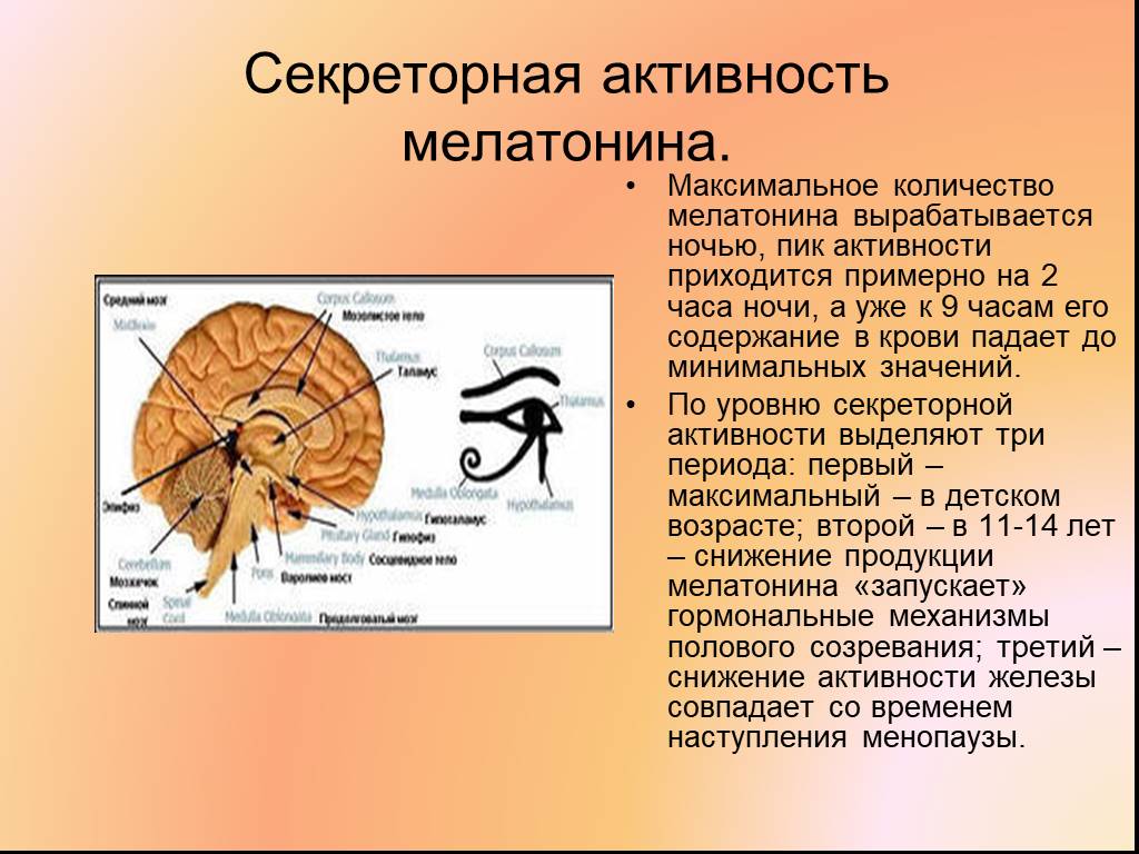 Гормоны вырабатываемые мозгом. Роль мелатонина в организме человека. Гормон вырабатываемый ночью. Секреторная активность. Мелатонин выработка.