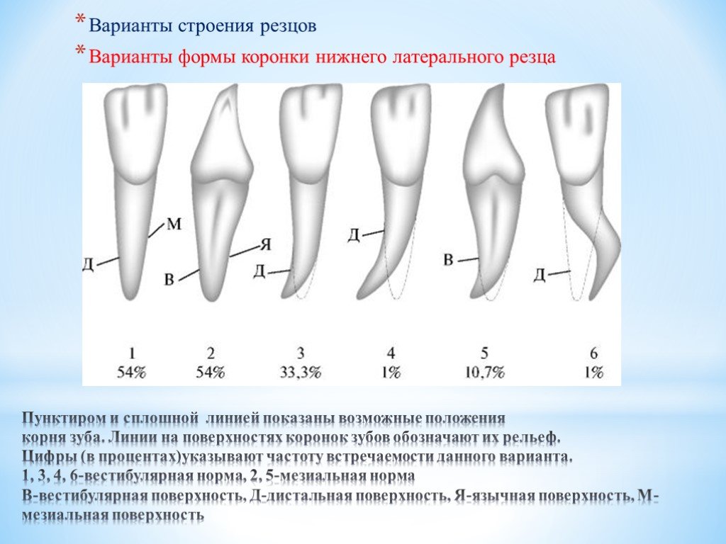 Как называются корни зубов