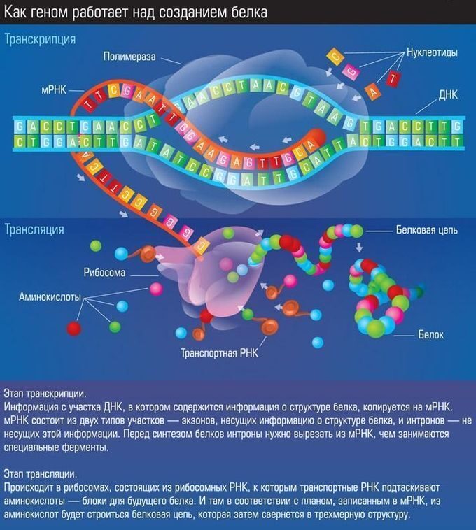 Днк в соединении с белком. Генетический код транскрипция Синтез белков. Биосинтез белка репликация транскрипция трансляция. Транскрипция и трансляция ДНК И РНК. Репликация ДНК ген генетический код Биосинтез белка.