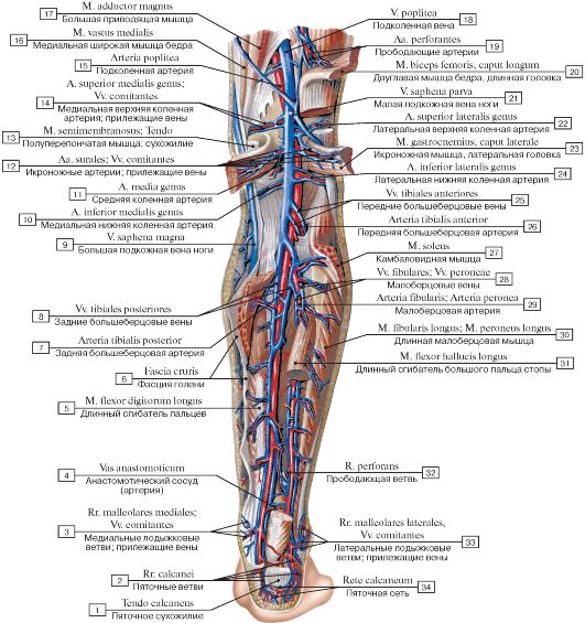 Анатомия вен ноги. Задняя большеберцовая Авена. Задняя большеберцовая Вена. Поверхностные вены и нервы голени спереди. Задняя большеберцовая Вена анатомия.