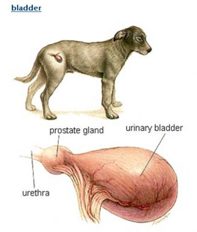 Операция мочевой пузырь собака. Мочевой пузырь собаки анатомия. Мочевой пузырь у собаки расположение. Анатомия мочевого у собаки. Части мочевого пузыря анатомия собаки.